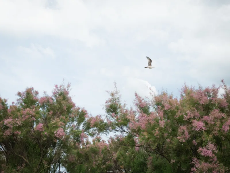 Gardens behind the Turner Contemporary, Margate. 2024.